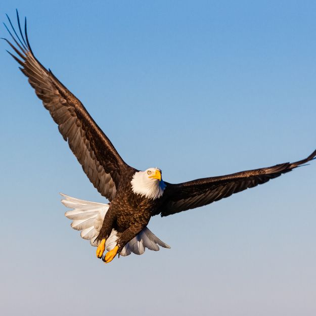 spirit animal – the eagle